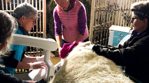 Polar bear dentistry